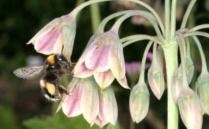 Sizilianischer Honiglauch (<i>Allium  siculum</i>) mit Erdhummel